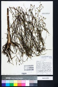 Ludwigia linearis image