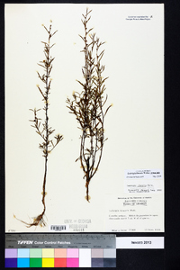 Ludwigia linearis image