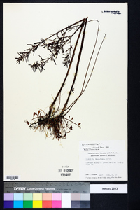 Ludwigia linifolia image