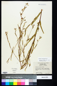 Ludwigia maritima image