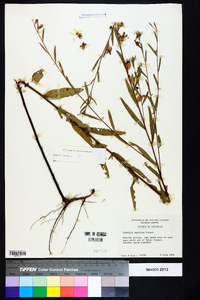 Ludwigia maritima image