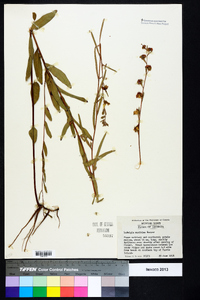 Ludwigia maritima image