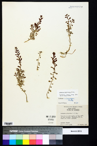 Ludwigia microcarpa image