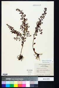 Ludwigia microcarpa image