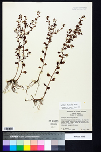 Ludwigia microcarpa image