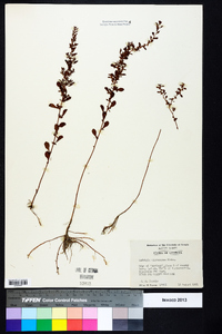 Ludwigia microcarpa image