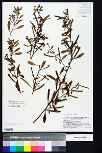 Ludwigia octovalvis image