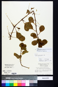 Ludwigia peploides image