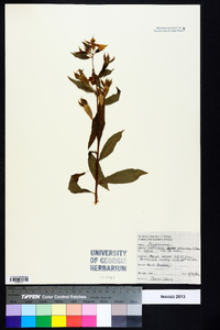 Ludwigia peruviana image