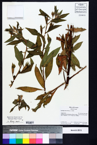 Ludwigia peruviana image