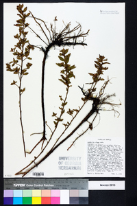 Ludwigia pilosa image