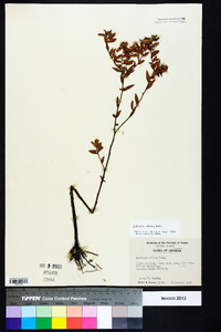 Ludwigia pilosa image