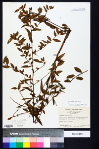 Ludwigia pilosa image