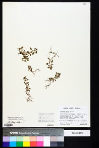 Ludwigia repens image