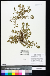 Ludwigia spathulata image