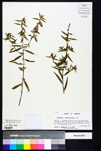 Ludwigia sphaerocarpa image