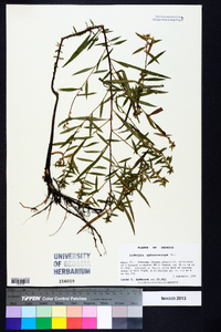 Ludwigia sphaerocarpa image