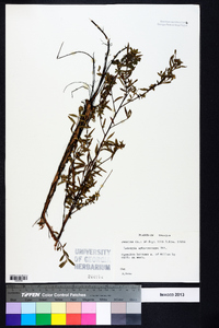 Ludwigia sphaerocarpa image