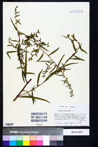 Ludwigia sphaerocarpa image