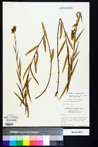 Ludwigia suffruticosa image