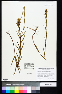 Ludwigia suffruticosa image