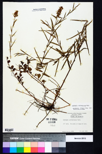 Ludwigia suffruticosa image