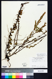 Ludwigia suffruticosa image