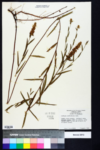 Ludwigia suffruticosa image