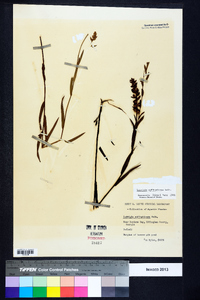 Ludwigia suffruticosa image