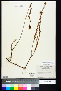 Ludwigia suffruticosa image