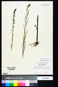 Ludwigia suffruticosa image