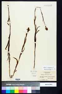 Ludwigia suffruticosa image