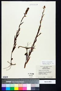 Ludwigia suffruticosa image