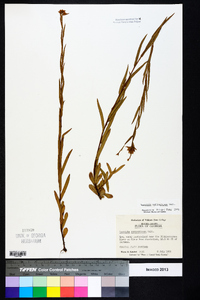 Ludwigia suffruticosa image