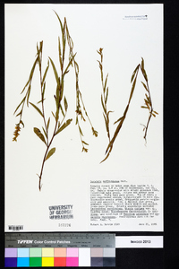 Ludwigia suffruticosa image