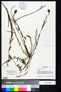 Ludwigia suffruticosa image