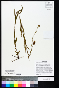 Ludwigia suffruticosa image