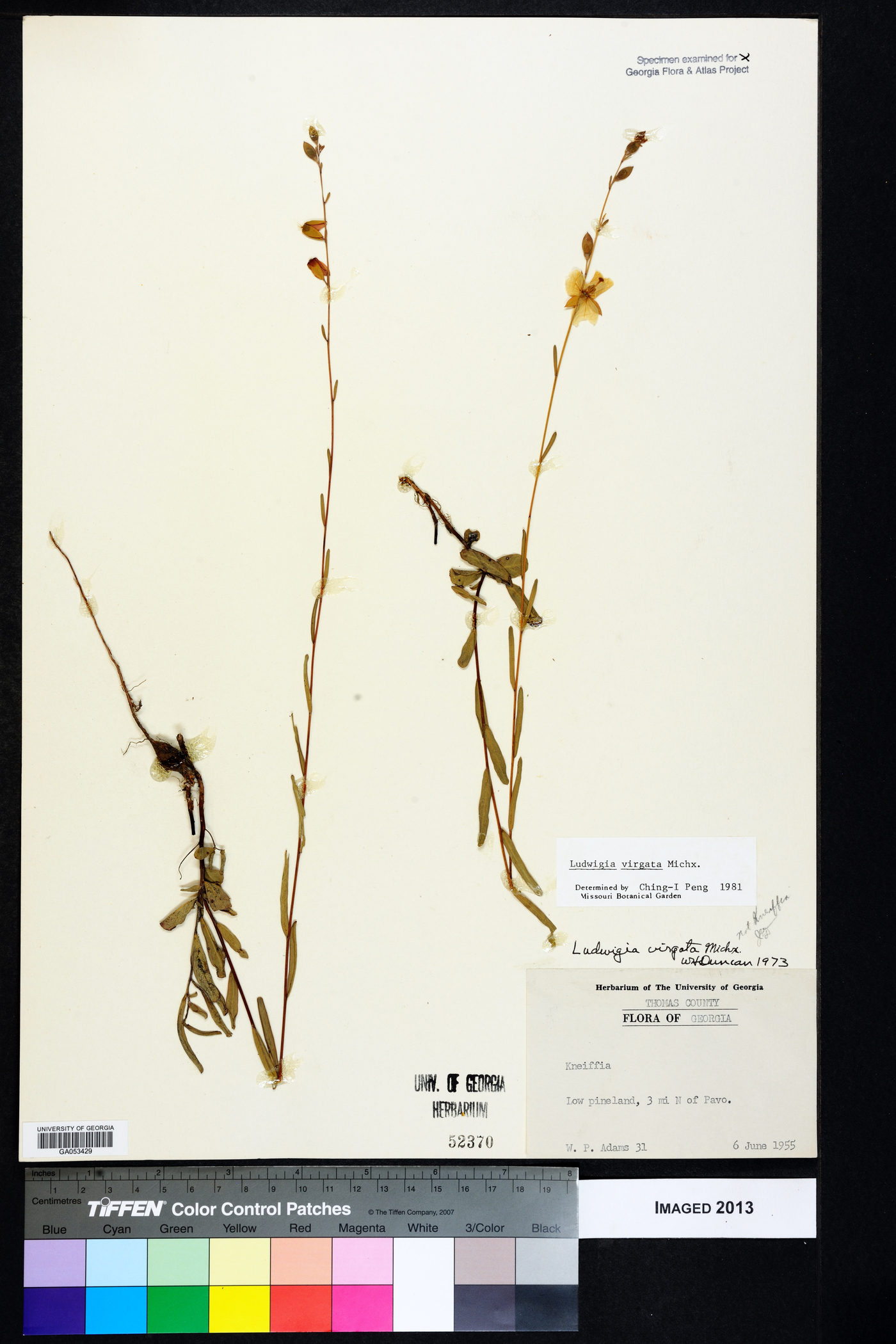 Ludwigia virgata image