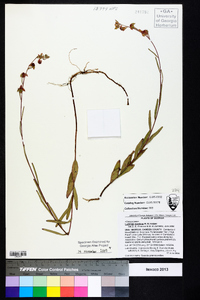 Ludwigia maritima image