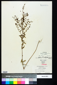 Lythrum alatum var. alatum image