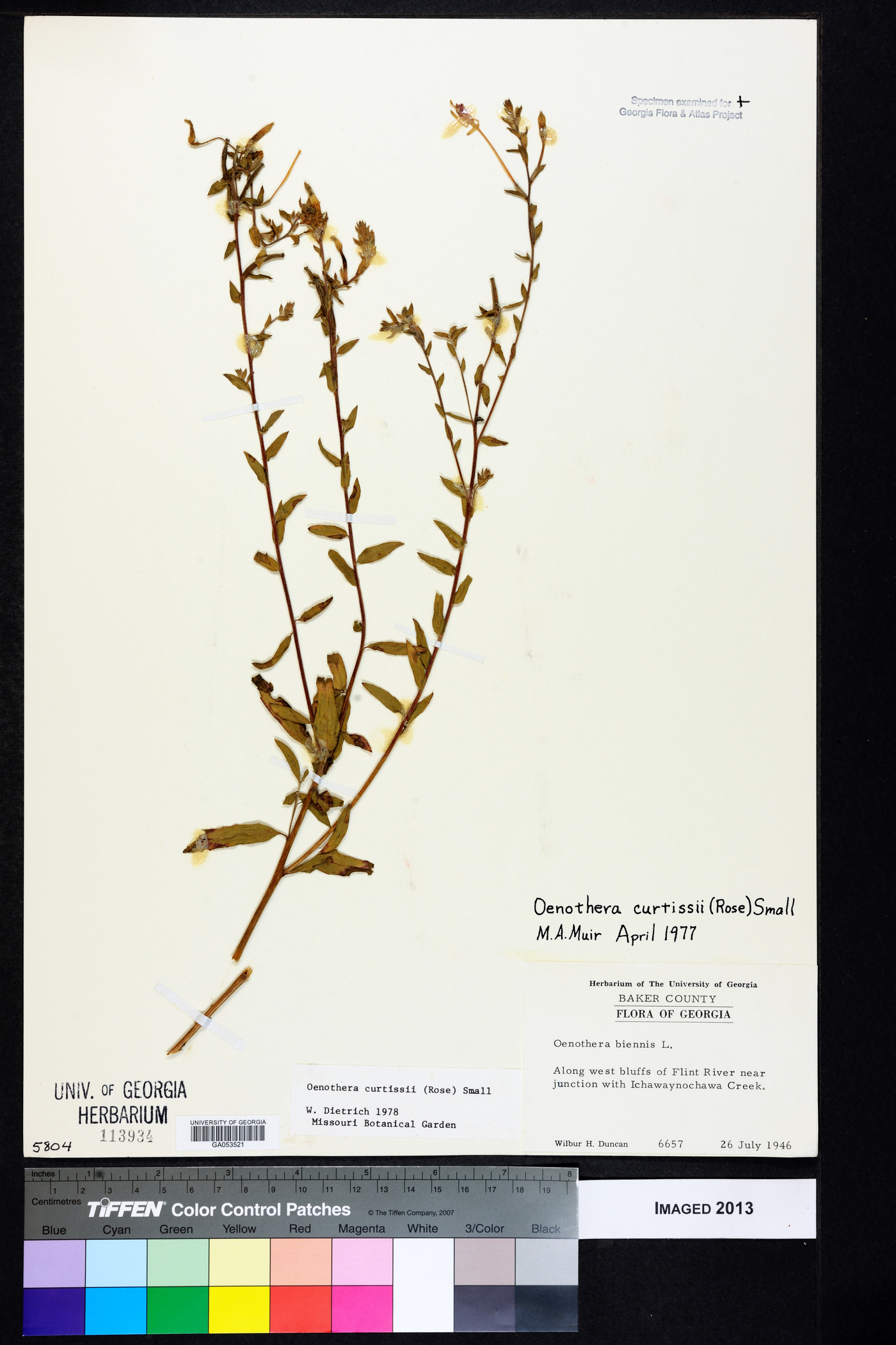 Oenothera curtissii image