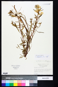 Oenothera fruticosa subsp. fruticosa image