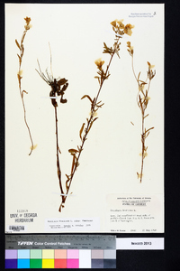 Oenothera fruticosa subsp. fruticosa image