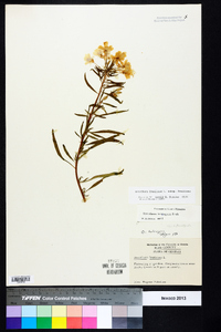 Oenothera fruticosa subsp. fruticosa image