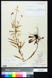 Oenothera fruticosa subsp. fruticosa image