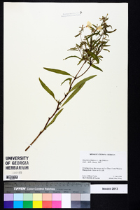 Oenothera fruticosa subsp. fruticosa image