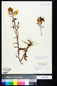 Oenothera fruticosa subsp. fruticosa image