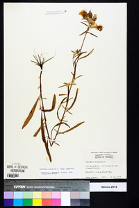 Oenothera fruticosa subsp. fruticosa image