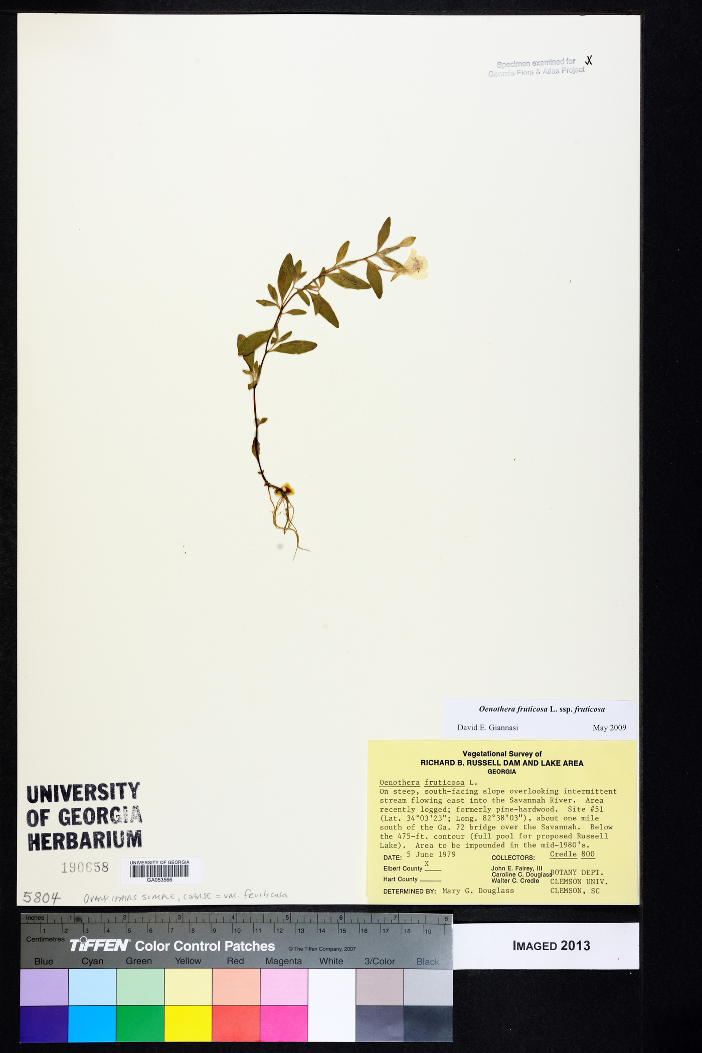 Oenothera fruticosa subsp. fruticosa image