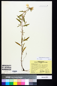 Oenothera fruticosa subsp. fruticosa image